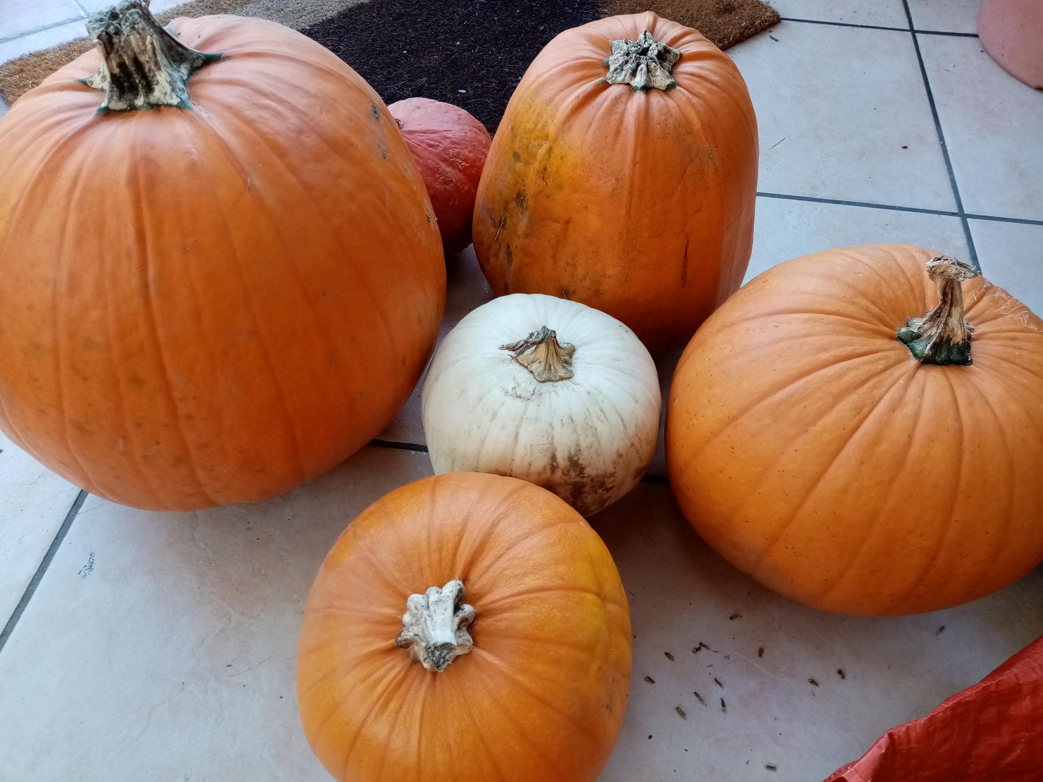 Half-Term Ideas in and round Lower Sundon