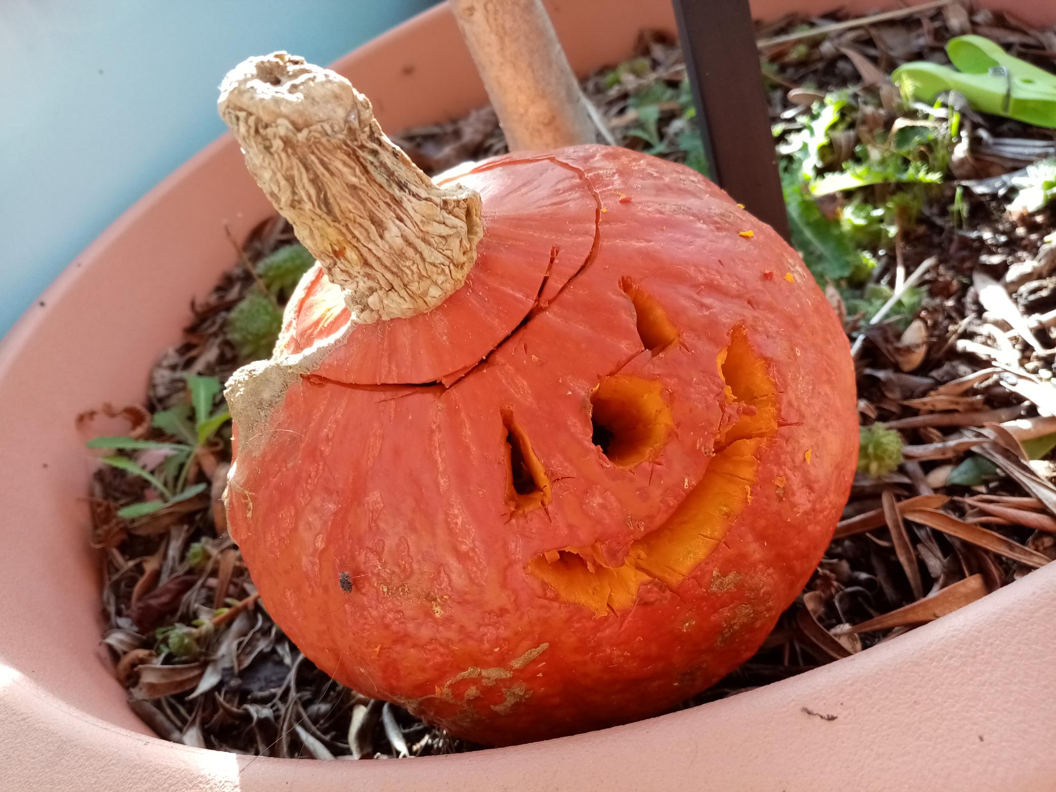 Making the most out of your Pumpkins