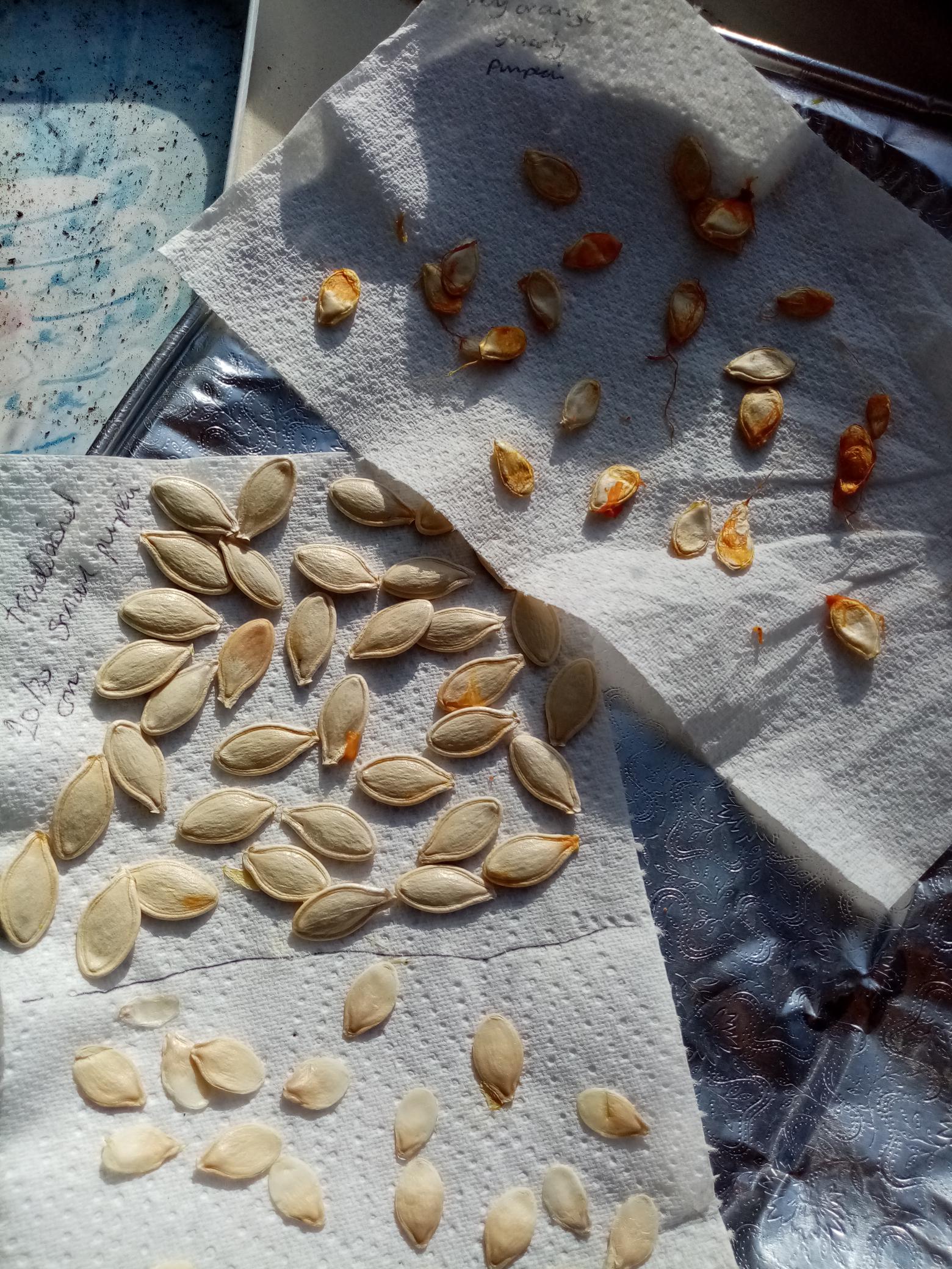 Making the most out of your Pumpkins